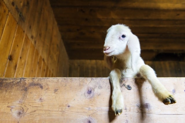 What Vaccine to Use for Lambs?