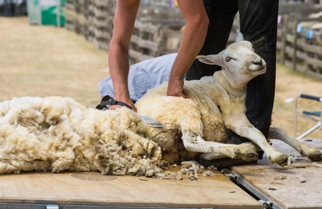When Are Sheep Sheared?