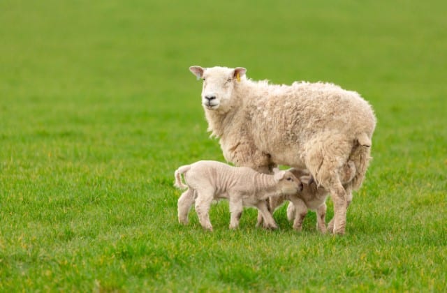 When is the Best Time to Wean Lambs?