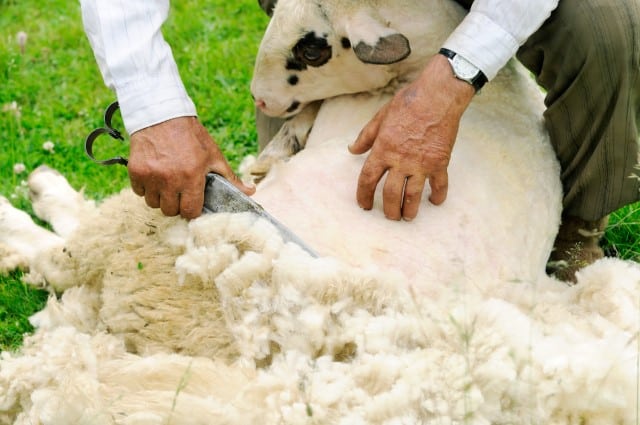 Why Do We Shear Sheep Every Year?