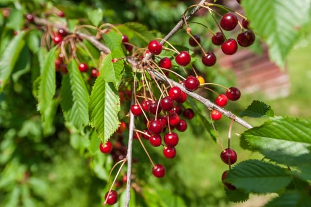 Wild Cherry