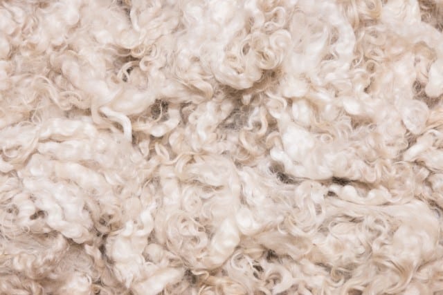 Raw Wool Showing the Natural Crimp and Curl of Fiber