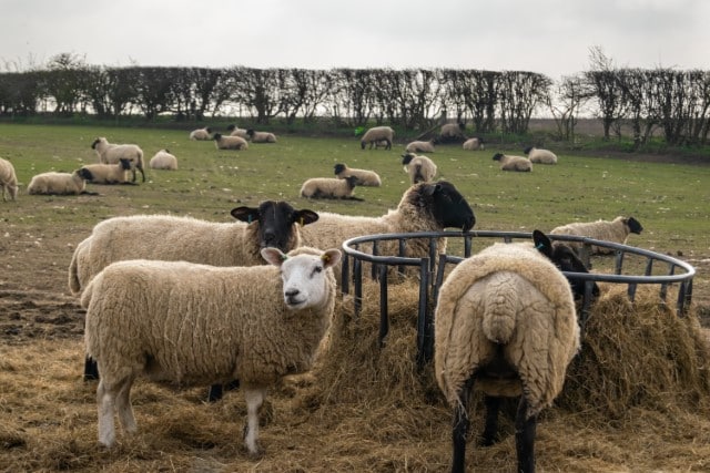 Comparing the Nutritional Value of Haylage vs Hay