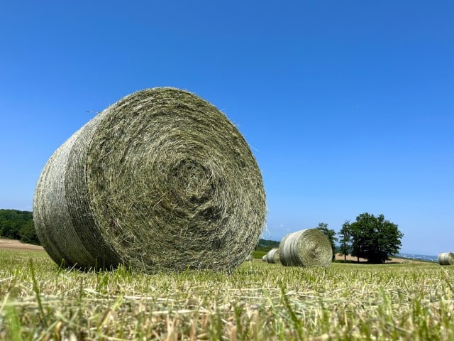 Hay vs Haylage Comparison