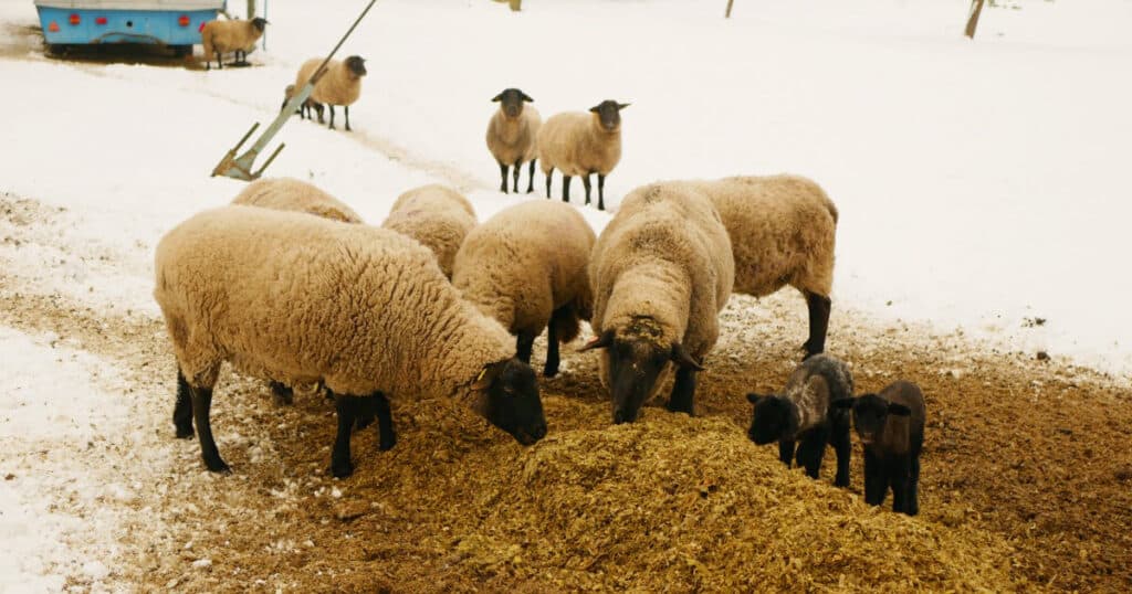 Haylage vs Silage