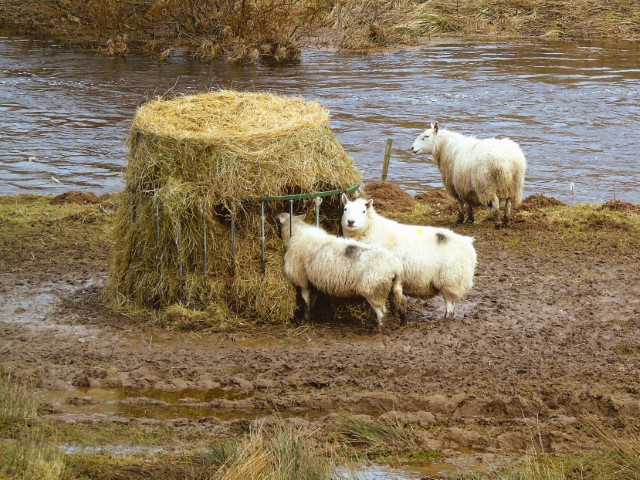 Haylage vs Silage Comparison