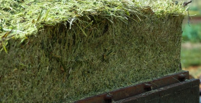 How to Discern Between Hay and Ensiled Forage