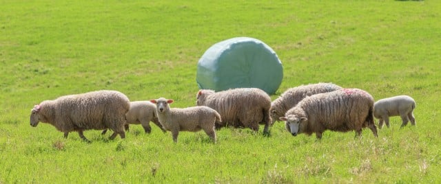 Is Haylage or Hay Better for Sheep
