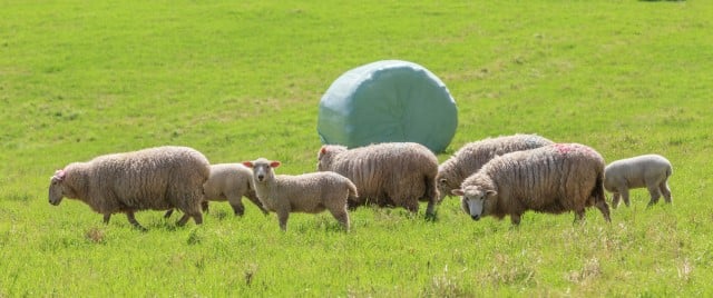 Is Haylage or Hay Better for Sheep