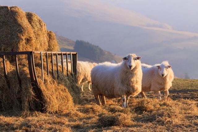 When Can You Feed Hay to Sheep