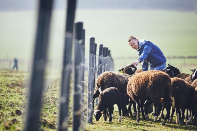 The Importance of Removing Toxic Plants from Sheep Pastures